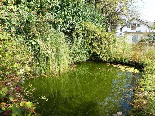 Gartenteich - 