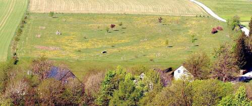 optionale Blumenwiese - 