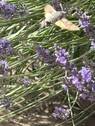 seltene Falter im Garten - 