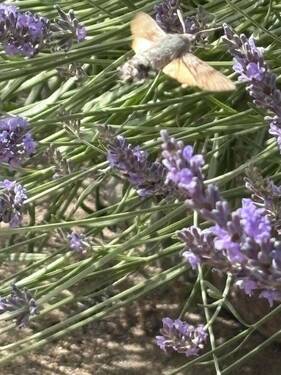 seltene Falter im Garten - 