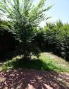 Blick in den Garten - 