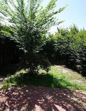 Blick in den Garten - 