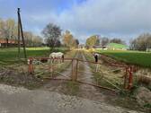 Leben mit Pferden direkt am Hof - 3 Zimmer Bauernhaus, Landhaus zum Kaufen in Odisheim