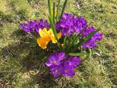 Blumenpracht - 