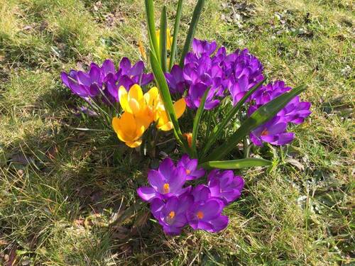 Blumenpracht - 