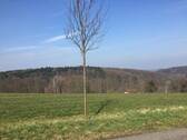 Schönborn - 