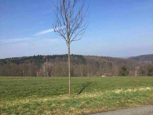 Schönborn - 