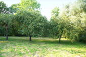 Obstgarten.jpg - 