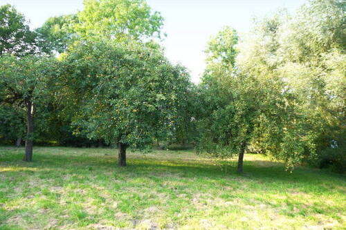 Obstgarten.jpg - 
