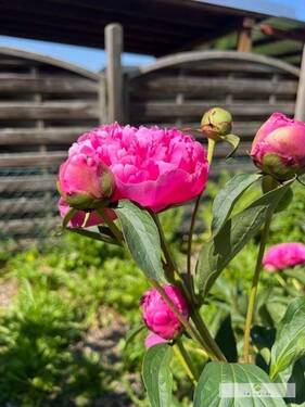 Blumenimpressionen im eigenen Garten - 