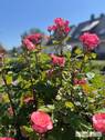Blumenimpressionen im eigenen Garten - 