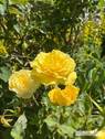 Blumenimpressionen im eigenen Garten - 