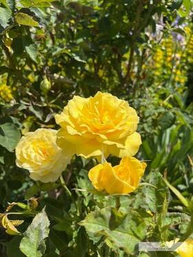 Blumenimpressionen im eigenen Garten - 