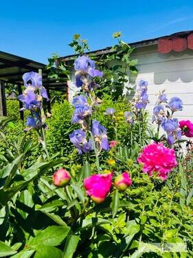 Blumenimpressionen im eigenen Garten - 