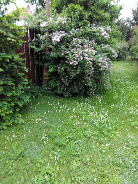im Garten - 