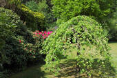 Gartenimpressionen 1 - 