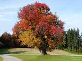 Herbstimpression - Goldener Herbst in Teisendorf: Umfangreich modernisiertes Zweifamilienhaus mit viel Garten!