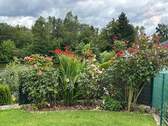 Garten Pflanzen - 