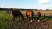Blick auf die landwirtschaftliche Fläche - 