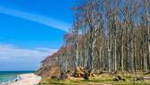 Strand mit Küstenwald - 