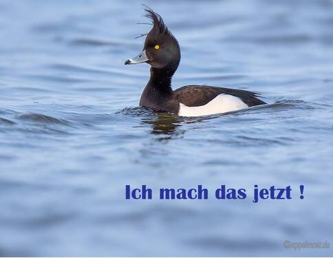 Ich mach das jetzt - Wohnen im Herzen den Löwenstadt Bleckede