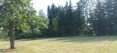 Blick zum Wäldchen - 