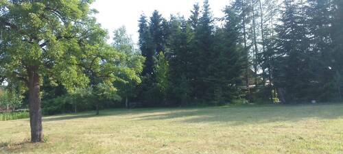 Blick zum Wäldchen - 