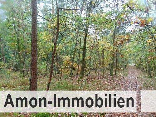 Waldgrundstück.jpg - Waldfläche ca. 15.660 m² Waldgrundstück Mischwald am Dorfrand