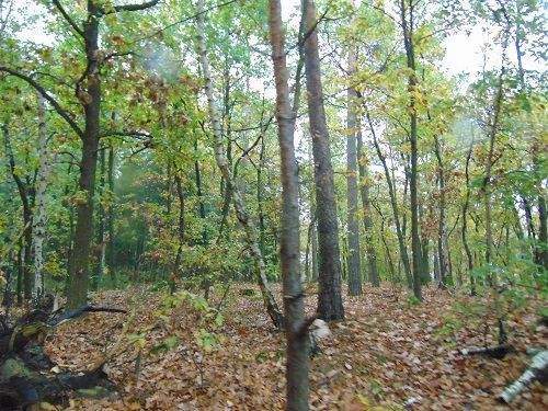 Waldgrundstück Bild 1.jpg - Grundstück zum Kaufen in Sprakensehl