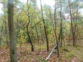 Waldgrundstück Bild 3.jpg - Grundstück in Sprakensehl zum Kaufen