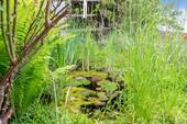 Gartenteich - 