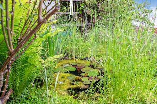 Gartenteich - 