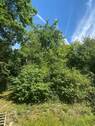 Garten_2.JPEG - 