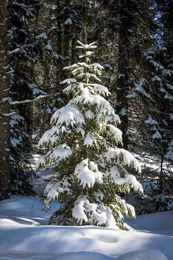 Winterwald - Naturpark Elbhöhen-Wendland: Komfortables Holzhaus am Wald zu verkaufen