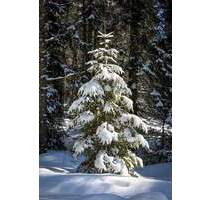 Naturpark Elbhöhen-Wendland: Komfortables Holzhaus am Wald zu verkaufen - Ventschau