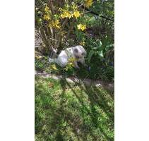 Großes Grundstück für ein Einfamilienhaus - Haag Bichl