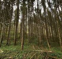 Waldflächen - die Lunge der Natur! Landwirtschaftliche Grundstücke im Paket oder separat zu erwerben! - Immendingen Mauenheim