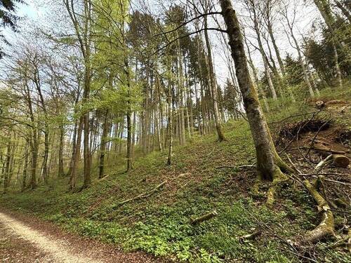 Waldstücke - Grundstück zum Kaufen in Immendingen