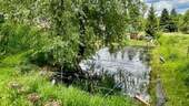 Gartenteich - 