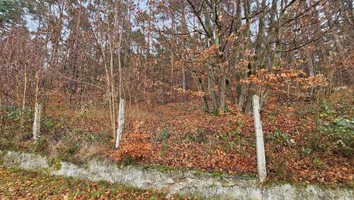kleiner eigener Wald.jpg - Grundstück in Esthal