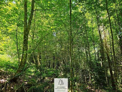 waldverkauf-hoechenschwand_19.jpg - 