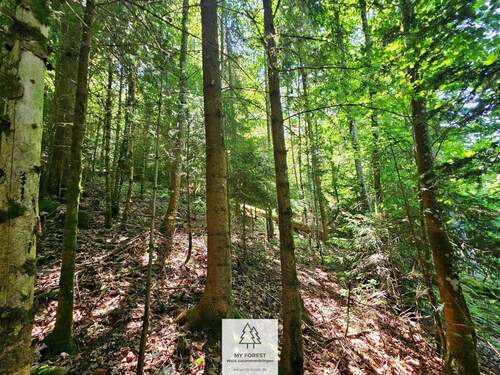 waldverkauf-hoechenschwand_20.jpg - 