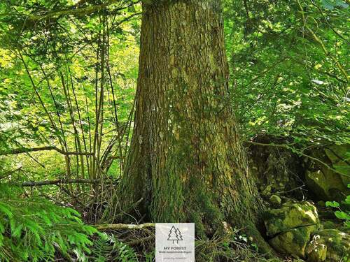 waldverkauf-hoechenschwand_21.jpg - 