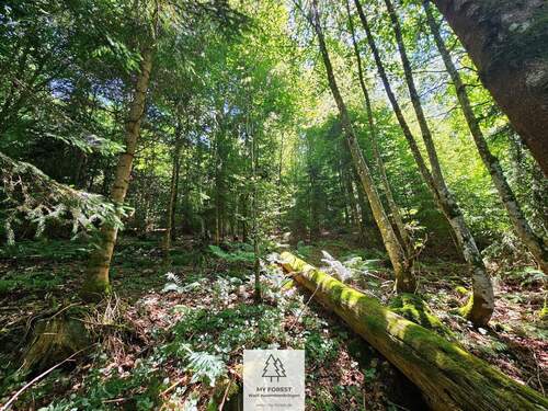 waldverkauf-hoechenschwand_22.jpg - 