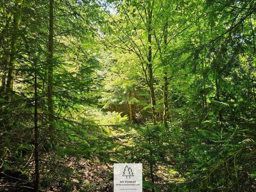 waldverkauf-hoechenschwand_25.jpg - 