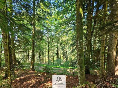 waldverkauf-hoechenschwand_03.jpg - Einfamilienhaus in Höchenschwand