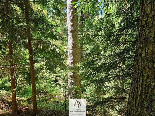 waldverkauf-hoechenschwand_04.jpg - Einfamilienhaus in Höchenschwand zum Kaufen