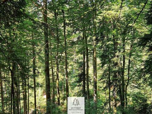 waldverkauf-hoechenschwand_05.jpg - 