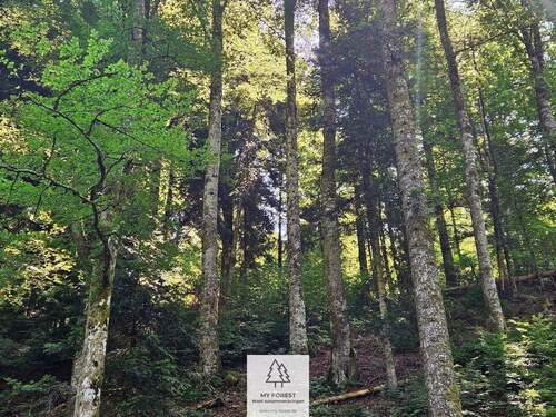 waldverkauf-hoechenschwand_07.jpg - 