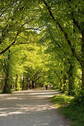Baumallee Karl-Marx-Allee - 
